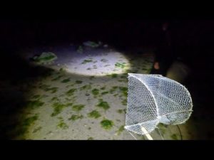 かき揚げ食べたいので近所の海へ狩に行く