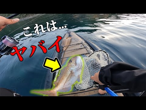 釣り天国五島列島でSUPフィッシング！SUPの上で暴れ散らかす赤いヤツ...