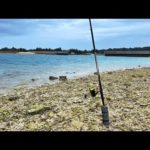 泳がせ釣りで大物を狙った結果…