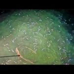 100万匹のイワシの群れに投網を投げてたらやばい魚取れた