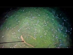 100万匹のイワシの群れに投網を投げてたらやばい魚取れた