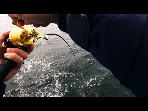 【東京湾マゴチ】2023春シーズン1回目の釣行！｜横須賀沖→富岡沖～八景沖