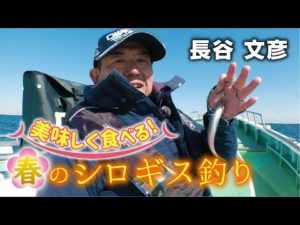 美味しく食べる！春のシロギス釣り