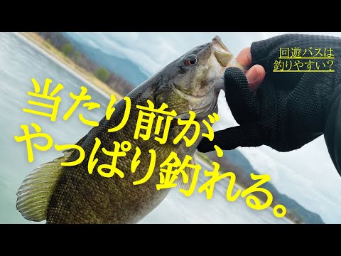 【川のバス釣り】回遊バスを狙って釣る！