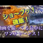 石鯛釣り　ショ〜ブッ！磯飯の動画撮ってたら、ま、さ、かの！舞い込み⤴️