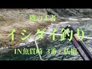 磯の王者‼️イシダイ釣り