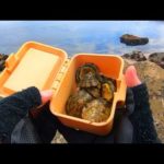 【穴釣り】０円エサに大物根魚が狂いだす