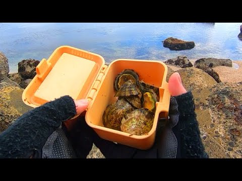 【穴釣り】０円エサに大物根魚が狂いだす