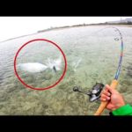 浅瀬でゴリゴリに走る魚が釣れた