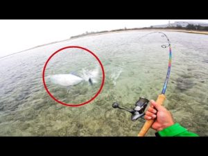 浅瀬でゴリゴリに走る魚が釣れた