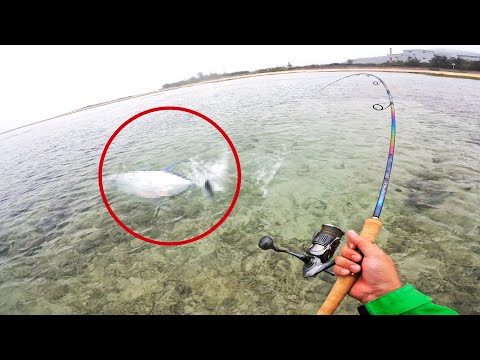 浅瀬でゴリゴリに走る魚が釣れた