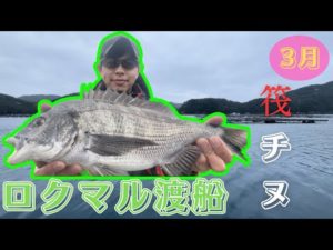 【チヌ筏・かかり釣り】ついにキタ！！念願の今年初チヌ！！！〜ロクマル渡船にて〜