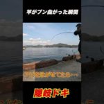 【泳がせ釣り】竿がブン曲がる瞬間　#shorts