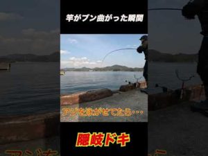 【泳がせ釣り】竿がブン曲がる瞬間　#shorts