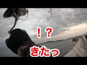 【和歌山】好調のマリーナ!!当たりは連発!!当たりは・・・【ショアジギング】