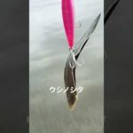 サーフ釣り‼︎ヒラメ釣りに行ったらウシノシタがくっついてきたw