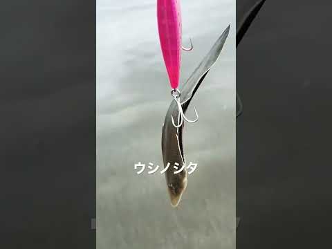 サーフ釣り‼︎ヒラメ釣りに行ったらウシノシタがくっついてきたw