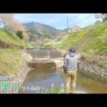 神奈川県秦野市 葛葉川で小物釣り。釣りぶら流、新緑の美しい景色と豊富な釣果を楽しむ！川釣り散歩！