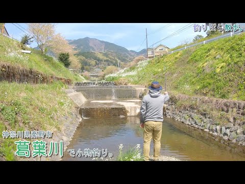 神奈川県秦野市 葛葉川で小物釣り。釣りぶら流、新緑の美しい景色と豊富な釣果を楽しむ！川釣り散歩！