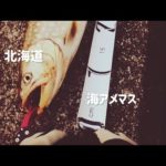【ショアジギング】北海道で鱒を釣ります🎣