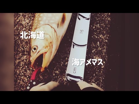 【ショアジギング】北海道で鱒を釣ります🎣