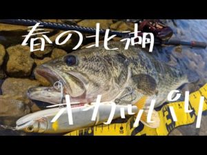 【春の北湖バス釣り】春の北湖でデカバス狙い!!（前編）＃バス釣り #琵琶湖バス釣り #バスフィッシング  #lakebiwa  #北湖バス釣り #琵琶湖おかっぱり #オカッパリ #北湖オカッパリ