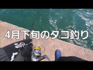 タコ釣りシーズン間近！YAMASHITAタコベイト&最強の組み合わせで巣穴から引きずり出す【4月下旬タコ釣りデイゲーム】