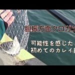 【クロガシラ】これ釣れました初遠征【胆振方面】カレイ釣り　室蘭　噴火湾