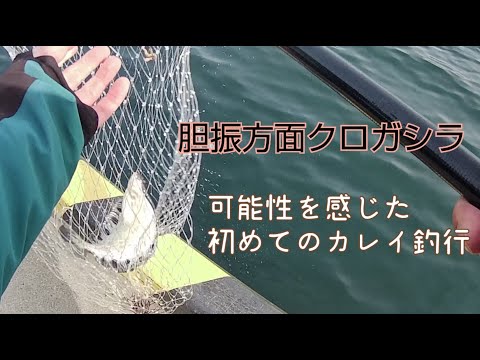 【クロガシラ】これ釣れました初遠征【胆振方面】カレイ釣り　室蘭　噴火湾