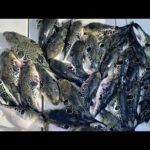 東京湾トラフグ釣り