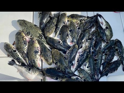 東京湾トラフグ釣り