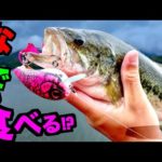 【バス釣り】ルアーを初めて見るブラックバスは何が好みか試してみた結果ゴールデンウィークはこれがいいぞ！