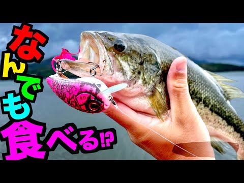 【バス釣り】ルアーを初めて見るブラックバスは何が好みか試してみた結果ゴールデンウィークはこれがいいぞ！