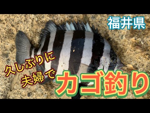 【福井越前】夫婦で久々の釣り!イシダイ釣れて大興奮!!美味しすぎました!