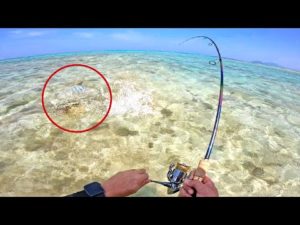 美味しい魚が3種釣れた