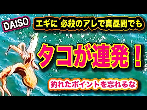 ◆タコ開幕で連続ヒット!【釣れた場所はまた釣れる?】DAISOタコエギにアレをつける「タコ釣り」