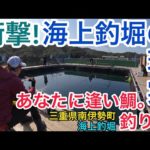 【釣り】まさかの結末！裏切者に海上釣堀の衝撃が襲い掛かる…あなたに逢い鯛。釣り堀（三重県南伊勢町）