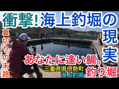 【釣り】まさかの結末！裏切者に海上釣堀の衝撃が襲い掛かる…あなたに逢い鯛。釣り堀（三重県南伊勢町）