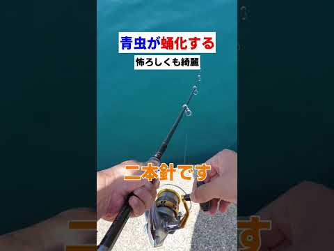 青虫が怖ろしくも綺麗な生物に蛹化する瞬間