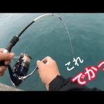 【高知県東部】キャパオーバーのイシダイが来た！【かぶせ釣り】