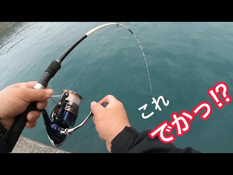 【高知県東部】キャパオーバーのイシダイが来た！【かぶせ釣り】