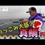 GW直前「のっこみ真鯛釣り」真鯛って美味しい！