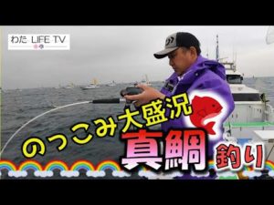 GW直前「のっこみ真鯛釣り」真鯛って美味しい！