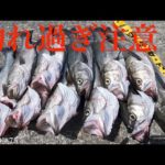 【釣り方教えます！】シーバス入れ食い！大爆釣中！◯◯が解れば誰でも簡単に釣れる！