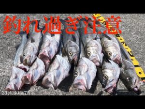 【釣り方教えます！】シーバス入れ食い！大爆釣中！◯◯が解れば誰でも簡単に釣れる！