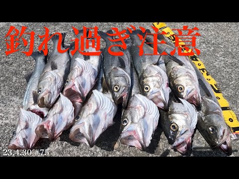 【釣り方教えます！】シーバス入れ食い！大爆釣中！◯◯が解れば誰でも簡単に釣れる！