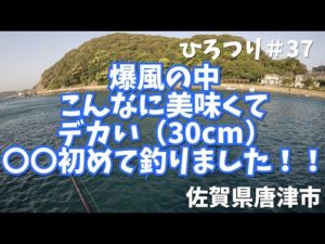 【カゴ釣り】ひろつり＃37 爆風の中　こんなに美味くて　デカい（30cm）〇〇初めて釣りました　佐賀県唐津市