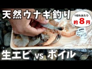スーパーでほぼ確実に手に入るバナメイエビで、ウナギ釣りに挑む。