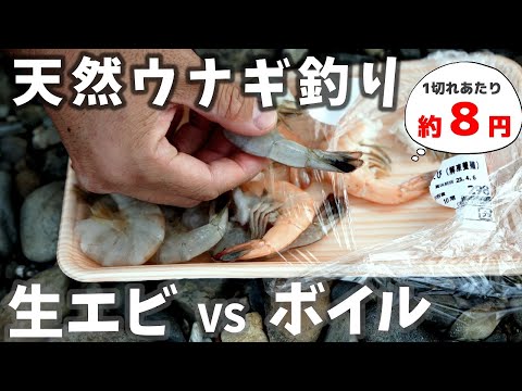 スーパーでほぼ確実に手に入るバナメイエビで、ウナギ釣りに挑む。