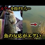 【バス釣り 春】またもや巨大ルアーにが群がるブラックバスに襲われました【神回】